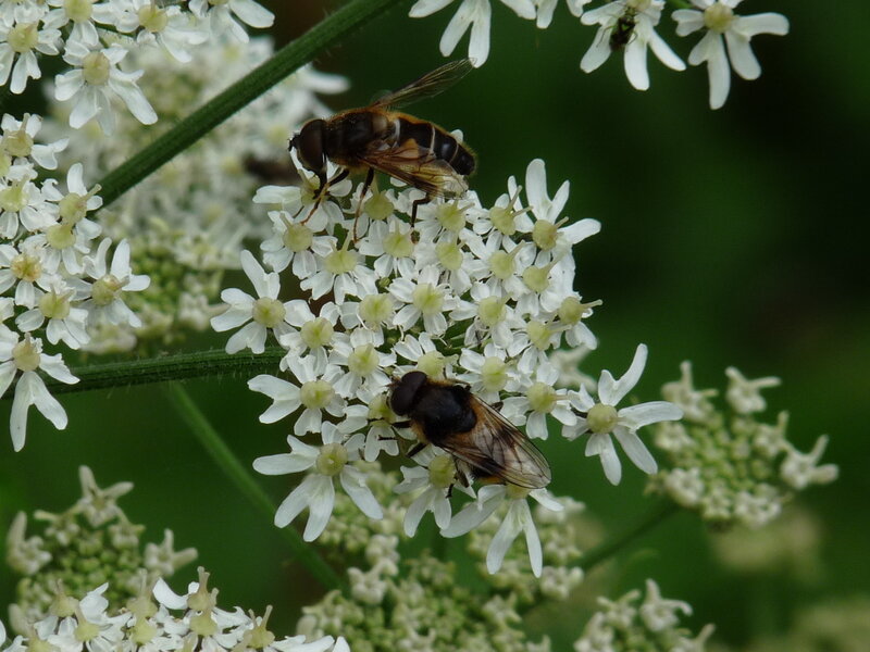 Two hoverflies on white flowers