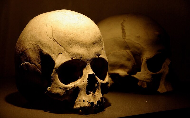 Two Human Skulls — Brown