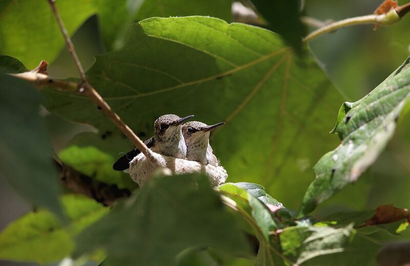 Two Hummingbird Chicks