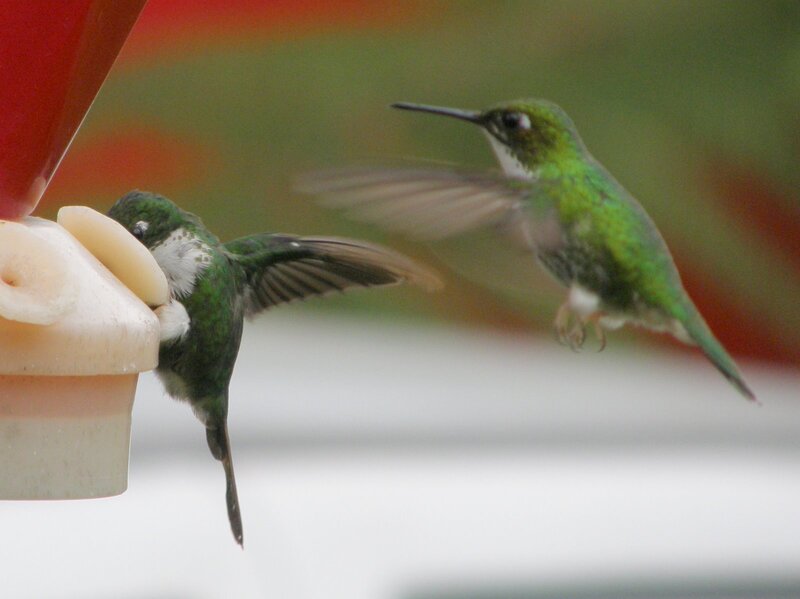 Two Hummingbirds at Feeder