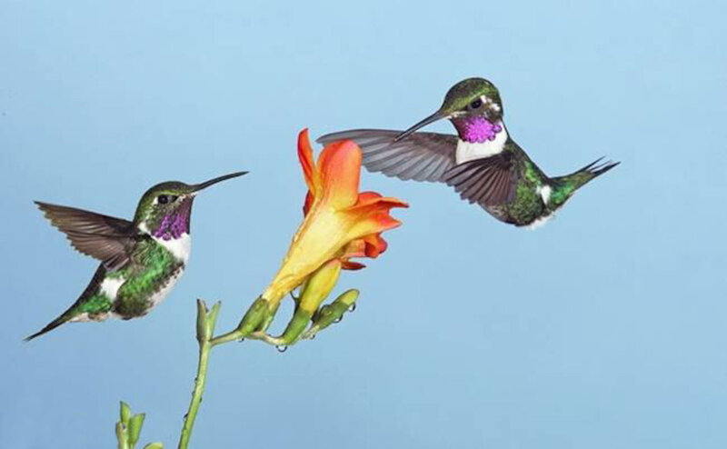 Two Hummingbirds Feeding — Blue