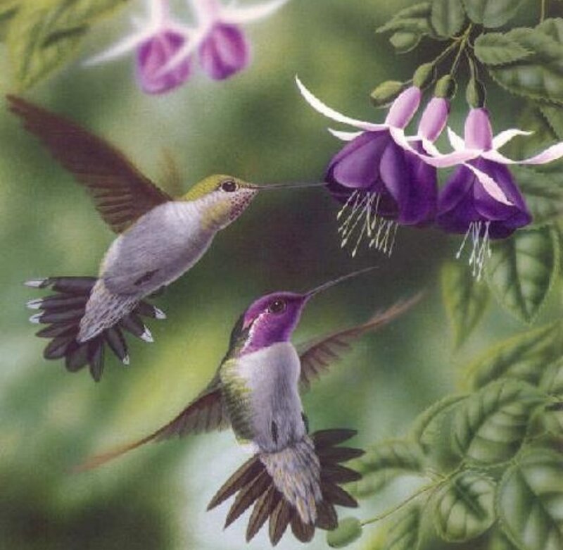 Two Hummingbirds Feeding — Purple, Serene
