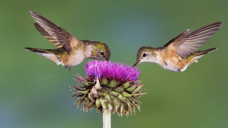 Two Hummingbirds Feeding — Purple