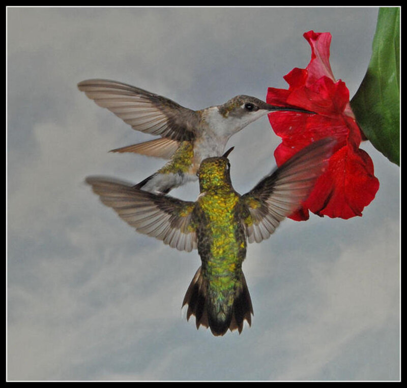 Two Hummingbirds Feeding — Red