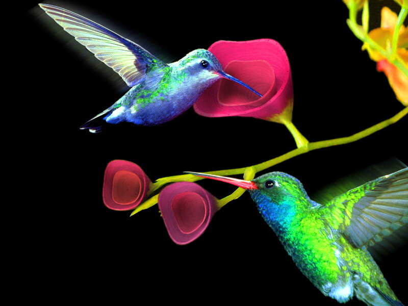 Two Hummingbirds Feeding