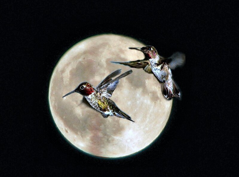 Two Hummingbirds in Flight — Black