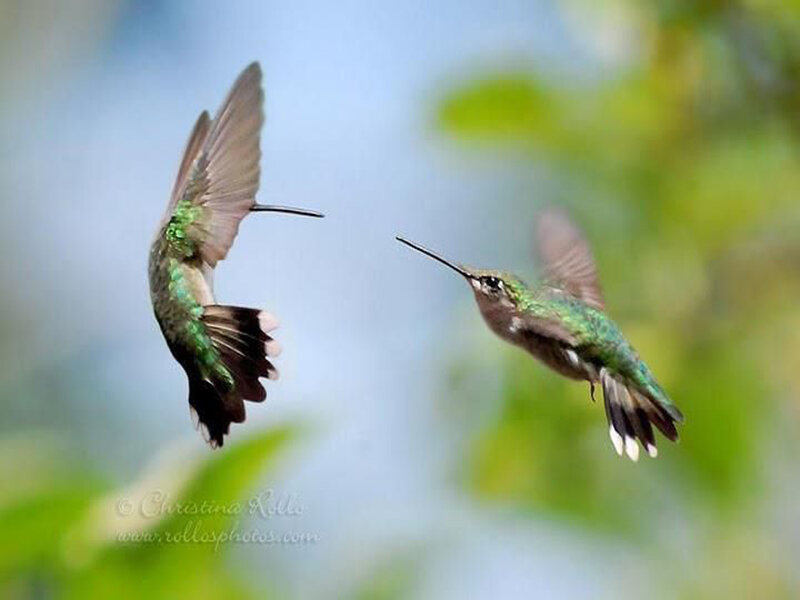 Two Hummingbirds in Flight — Green
