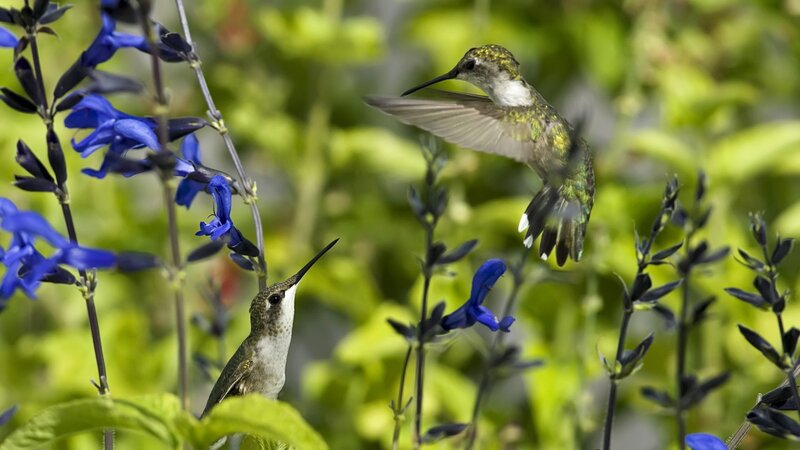 Two Hummingbirds in Flowers — Blue