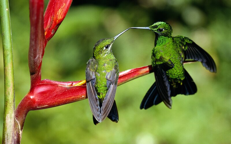 Two hummingbirds on a flower