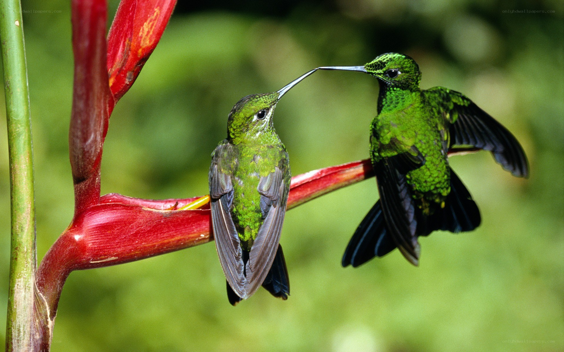Two hummingbirds on a flower