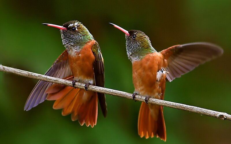 Two Hummingbirds on Branch — Orange, Calm