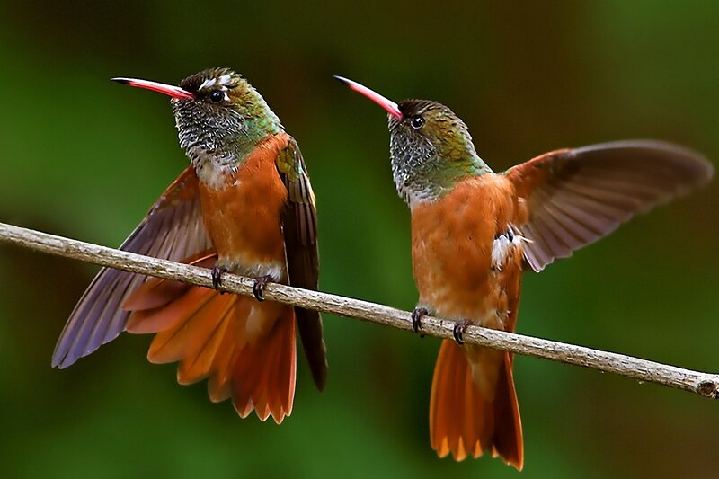 Two Hummingbirds on Branch — Orange