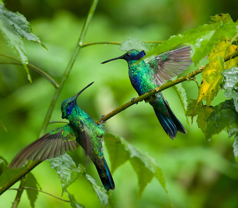 Two Hummingbirds on Branch