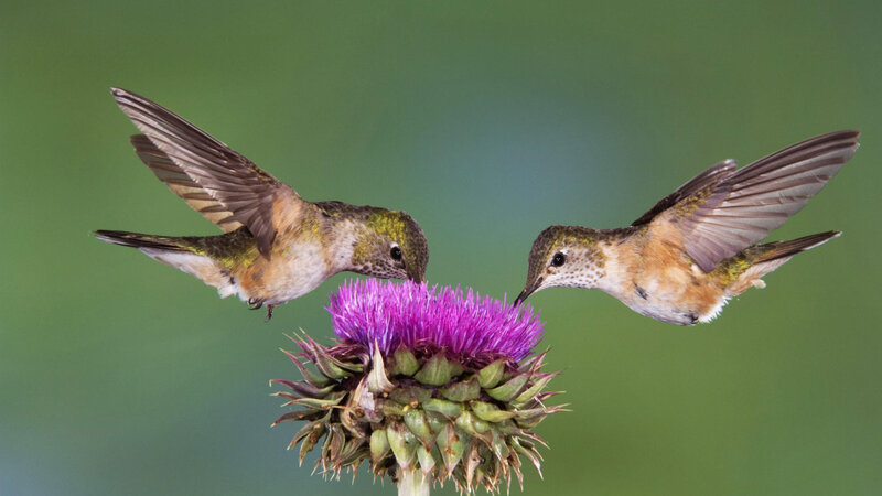 Two Hummingbirds on Flower — Purple