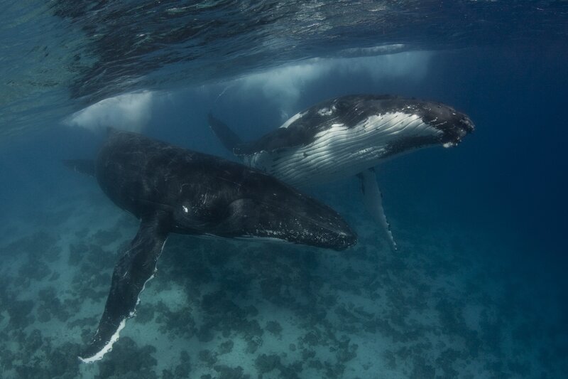 Two Humpback Whales — Blue, Serene