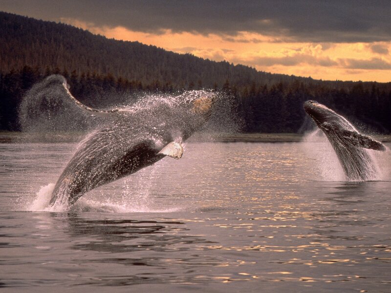 Two Humpback Whales — Gray
