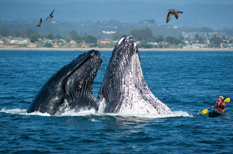Two Humpback Whales