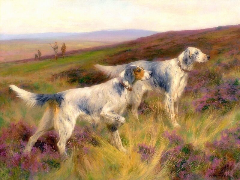 Two Hunting Dogs in Field