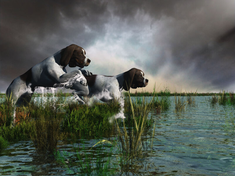 Two Hunting Dogs in Water