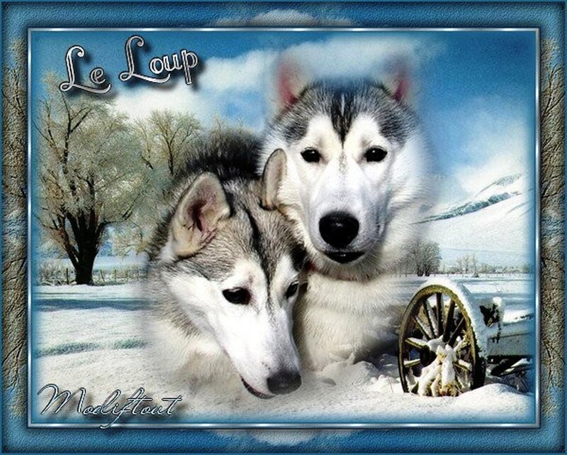 Two Huskies in Snow — Blue