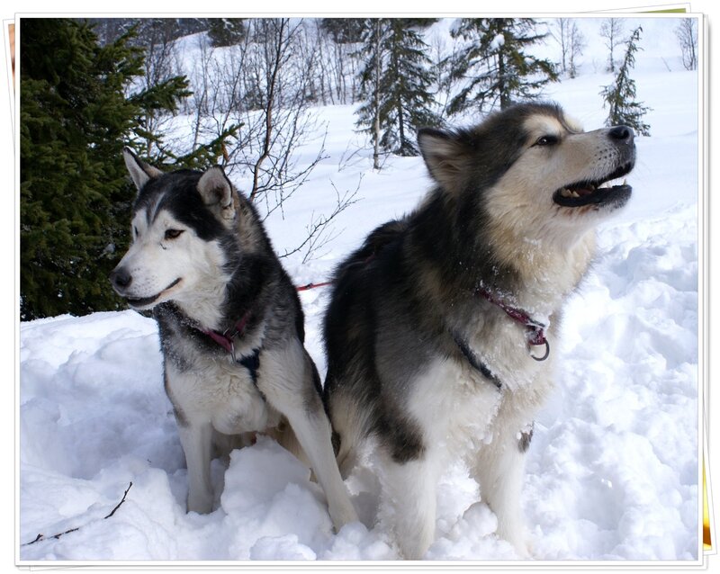 Two Huskies in Snow — White, Calm