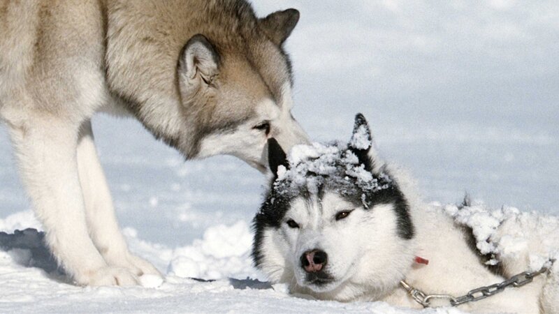 Two Huskies in Snow — White, Calm, Winter, Photograph, Chain