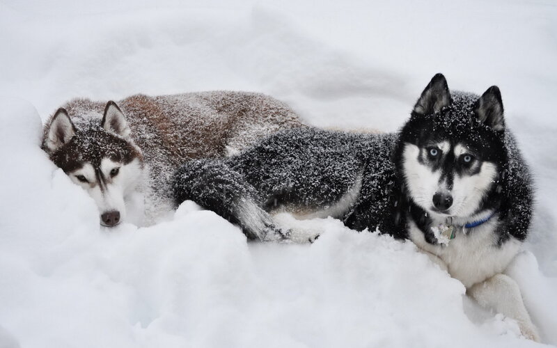 Two Huskies in Snow — White, Calm, Winter, Photograph, Collar