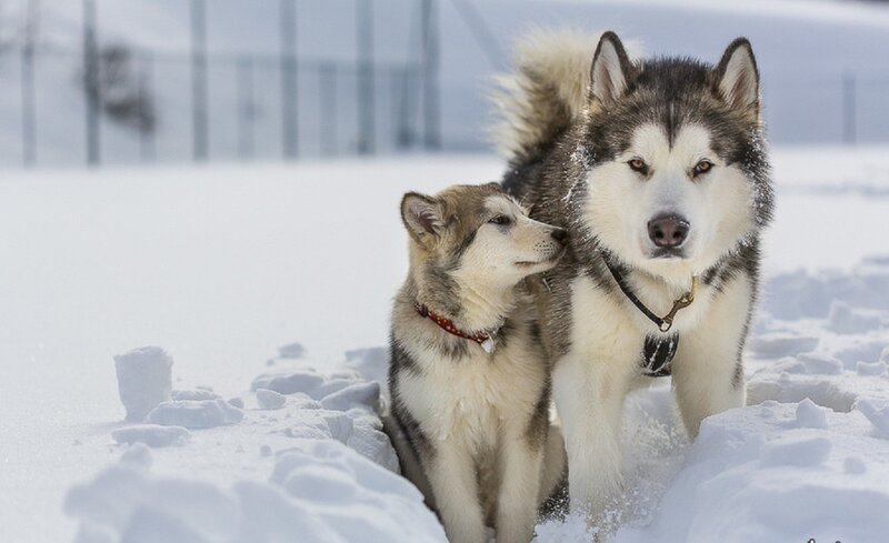 Two Huskies in Snow — White, Calm, Winter, Photograph