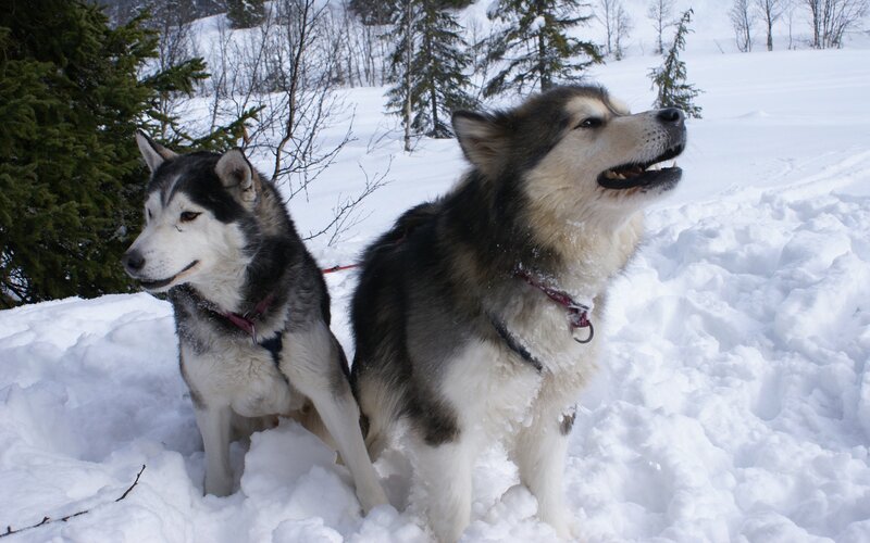 Two Huskies in Snow — White, Calm, Winter, Photograph, Trees, Harnesses