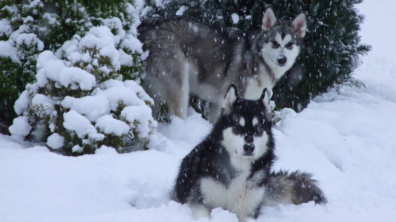 Two Huskies in Snow — White, Calm, Winter