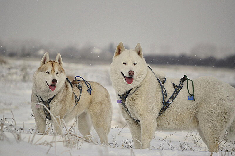 Two Huskies in Snow — White, Cold