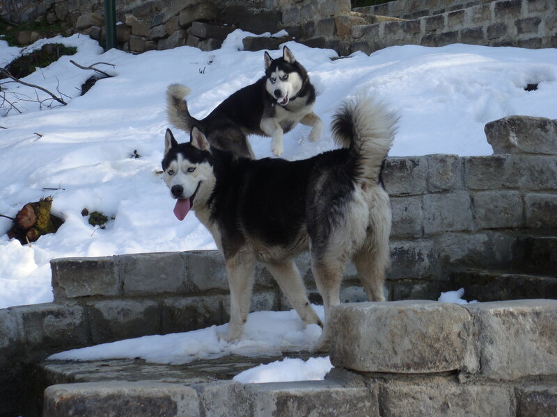 Two Huskies in Snow — White, Playful