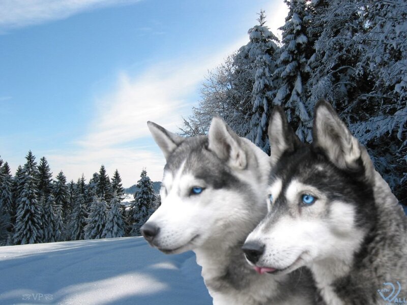 Two Huskies in Snow — White