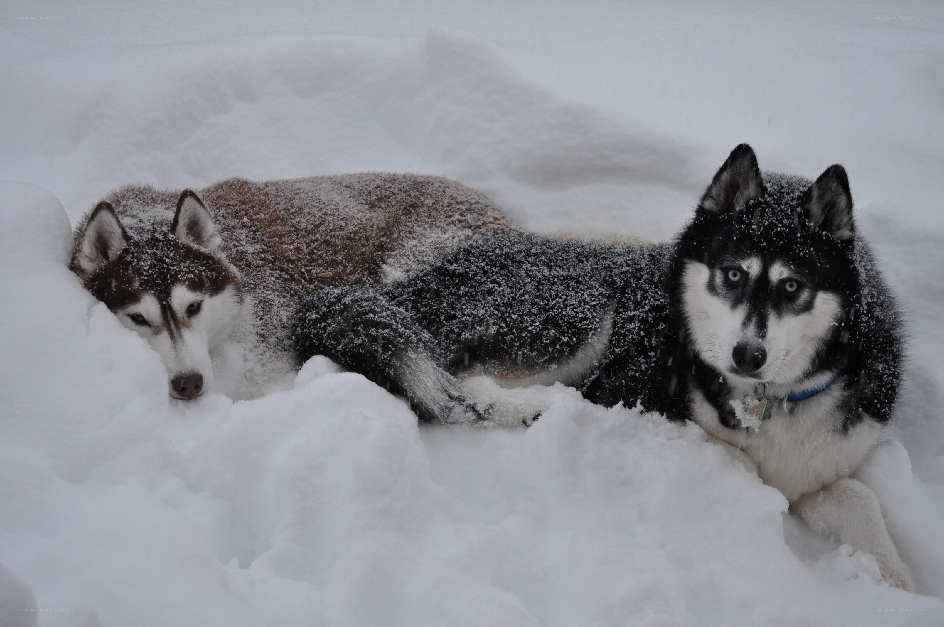 Two huskies in the snow