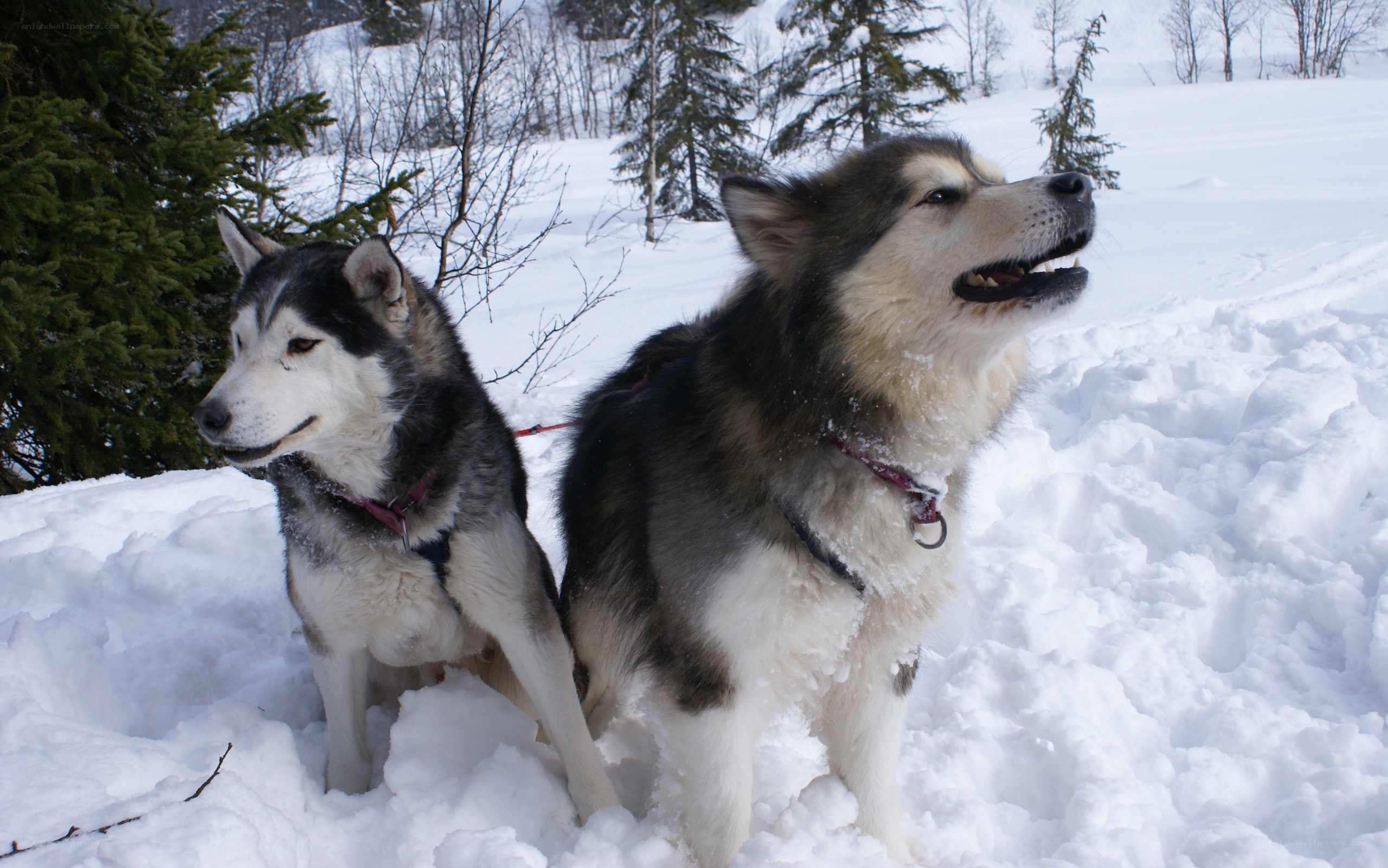 Two huskies in the snow