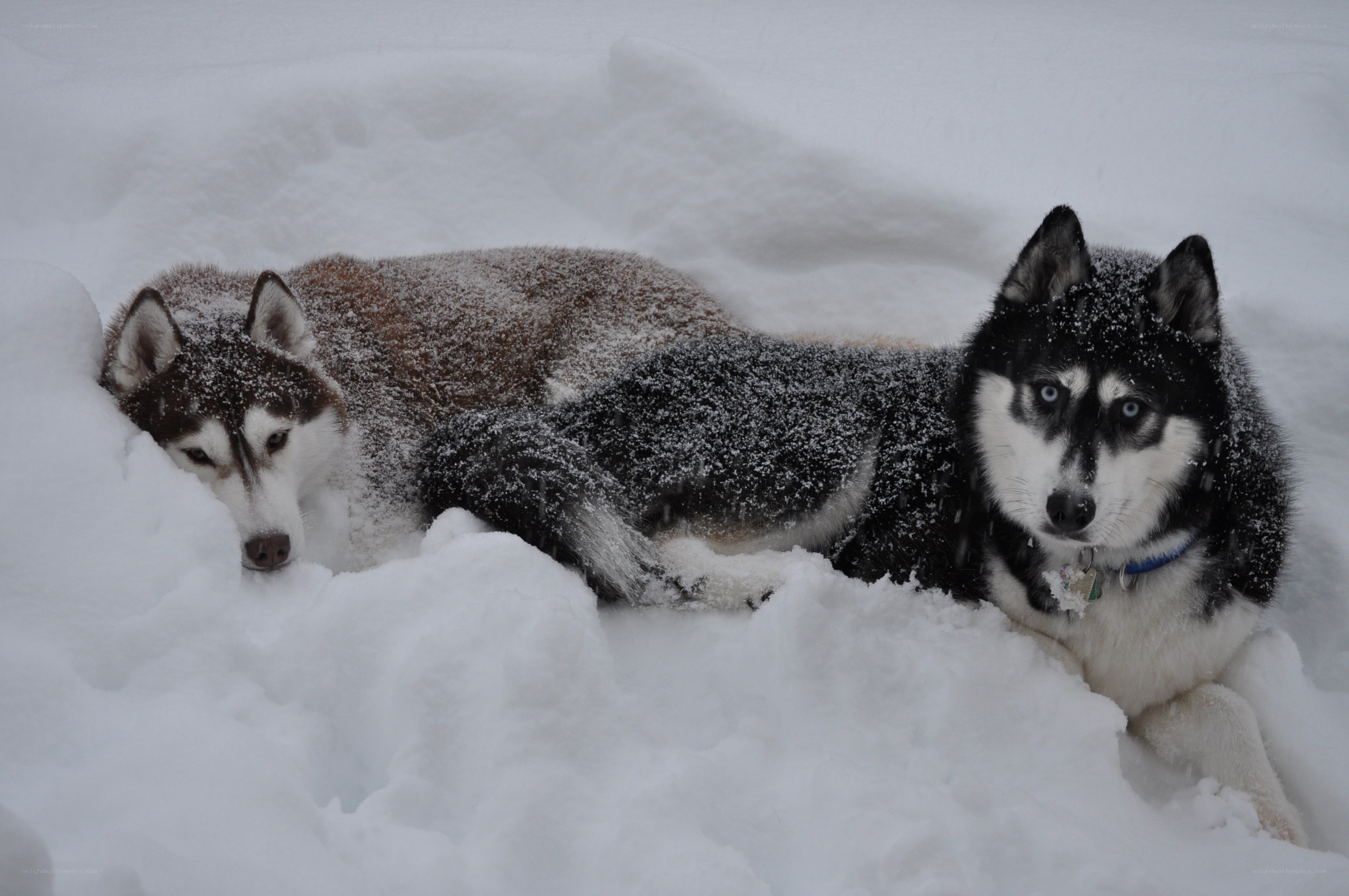 Two huskies in the snow