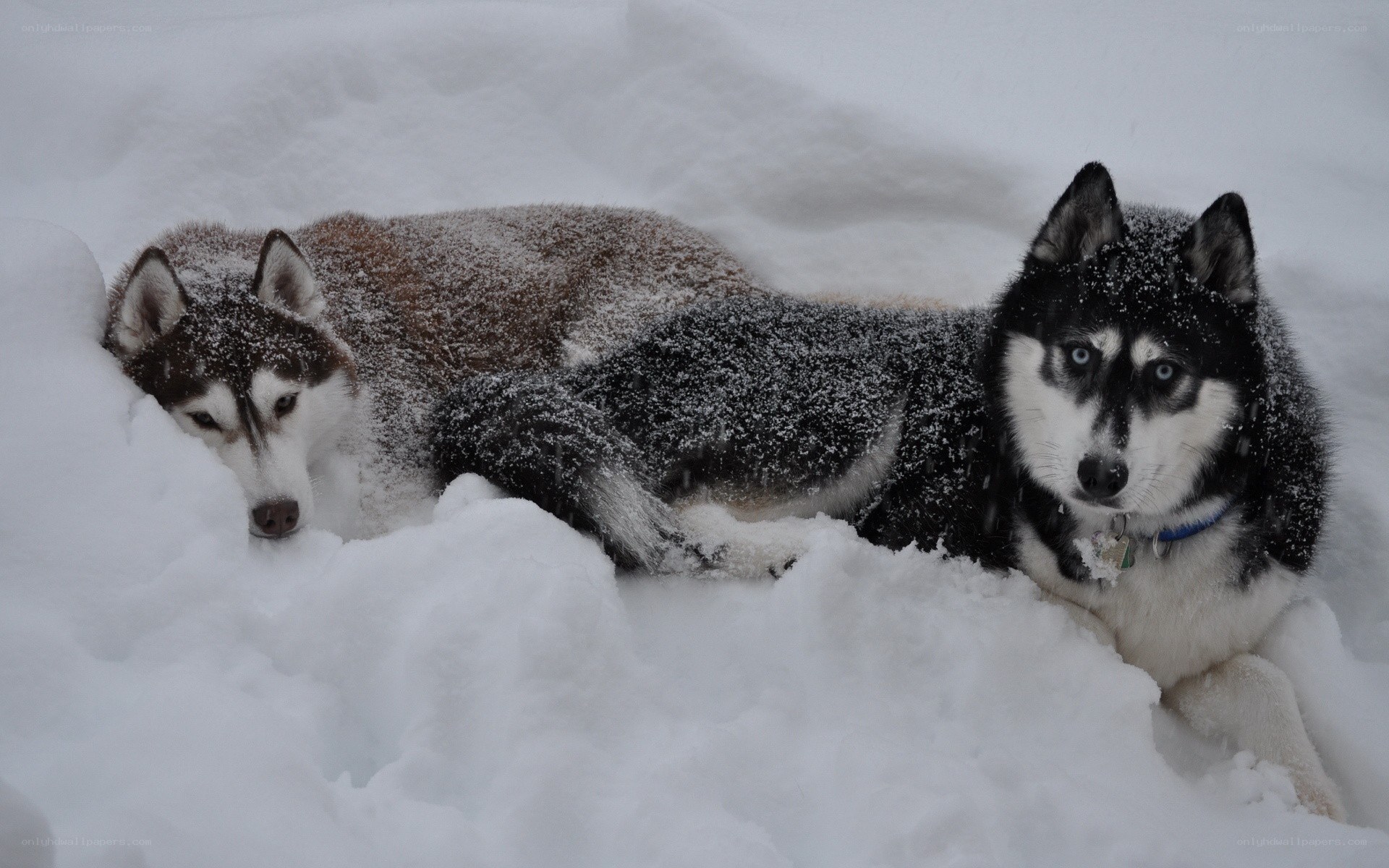 Two huskies in the snow