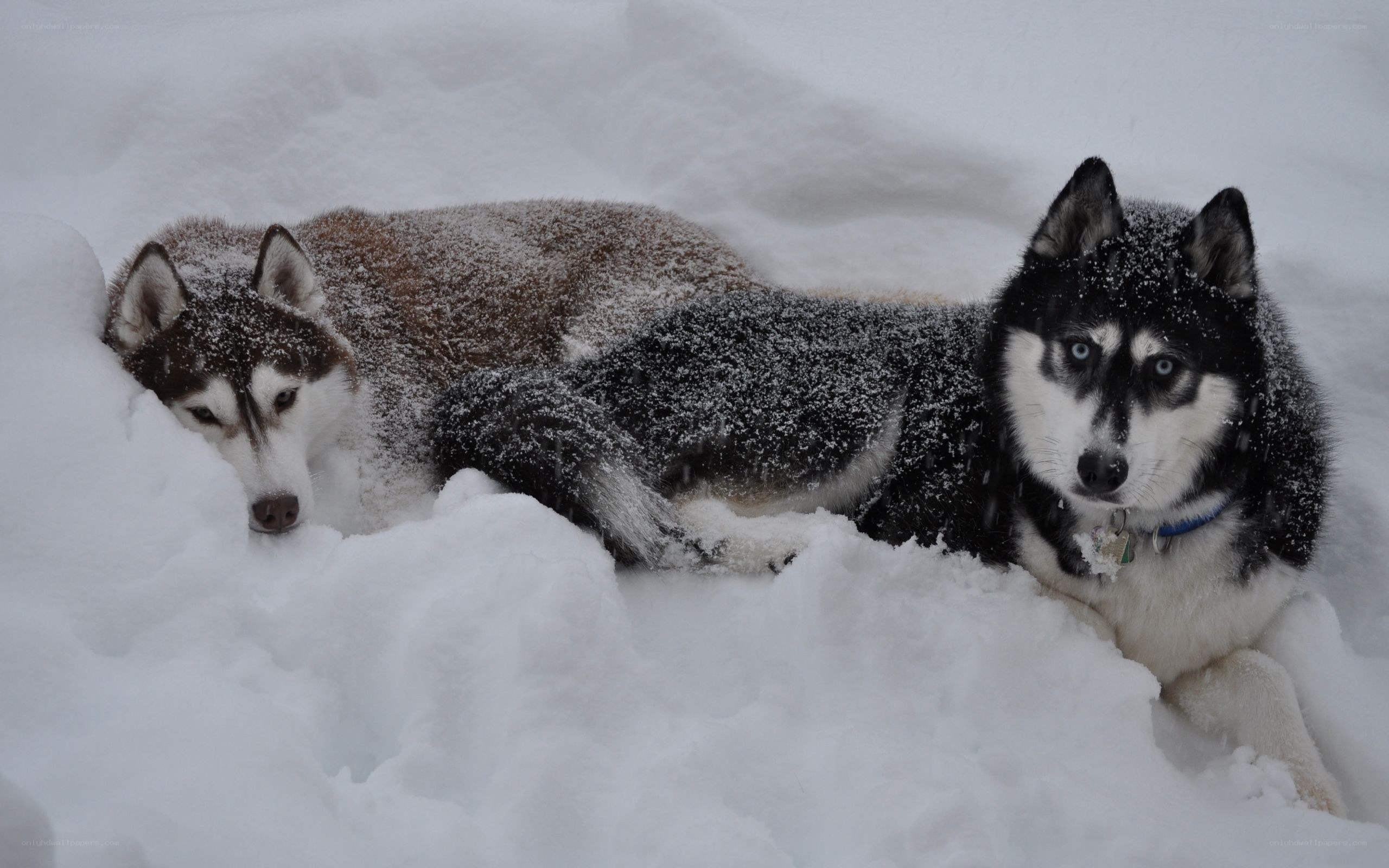 Two huskies in the snow
