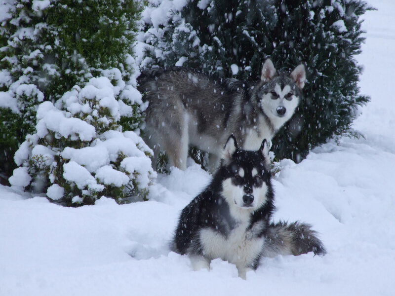 Two huskies in the snow