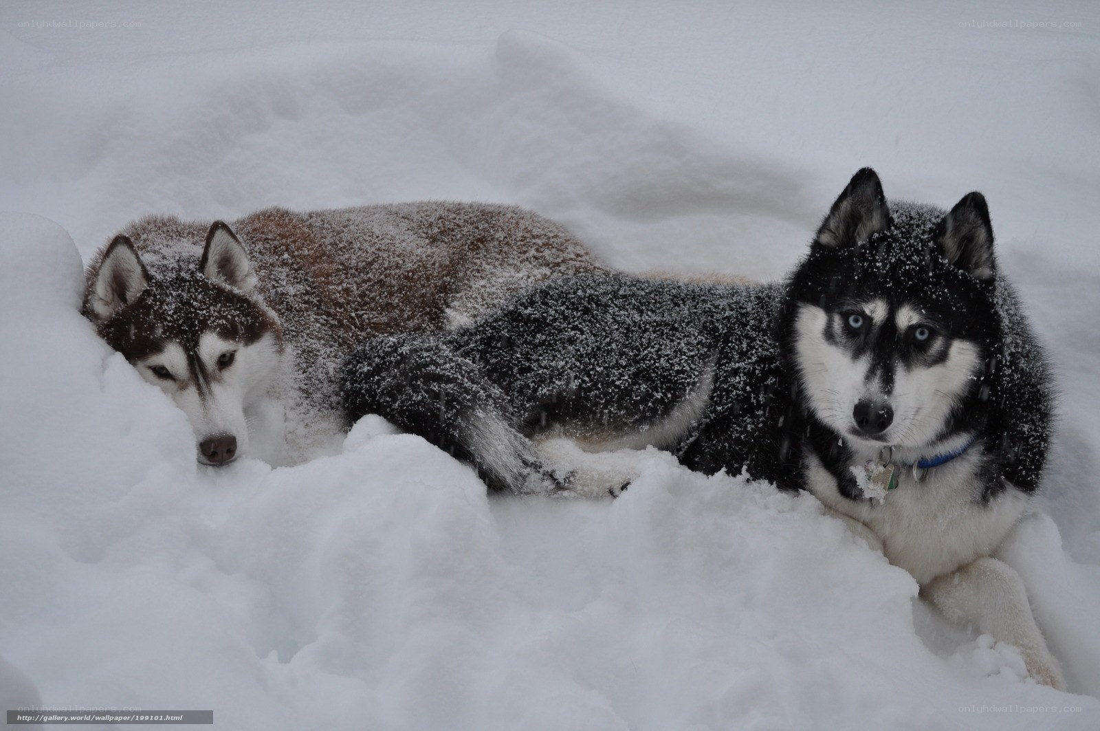 Two huskies in the snow