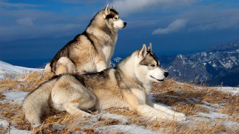 Two Huskies on a Hill — Blue