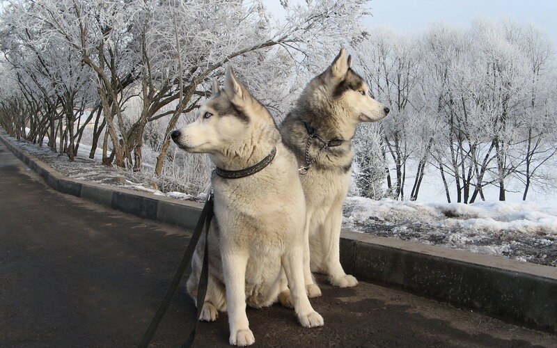 Two Huskies on Leash