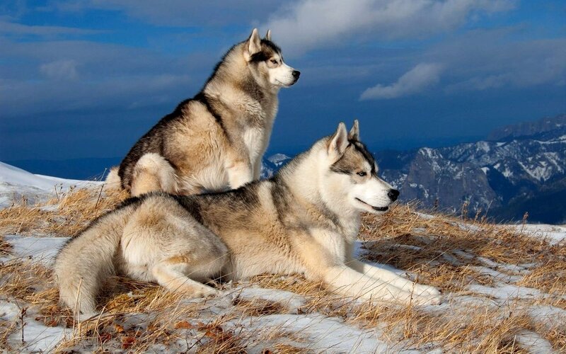Two Huskies on Mountain — Blue, Serene