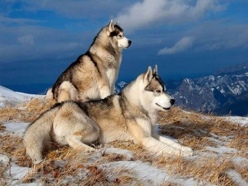 Two Huskies on Mountain
