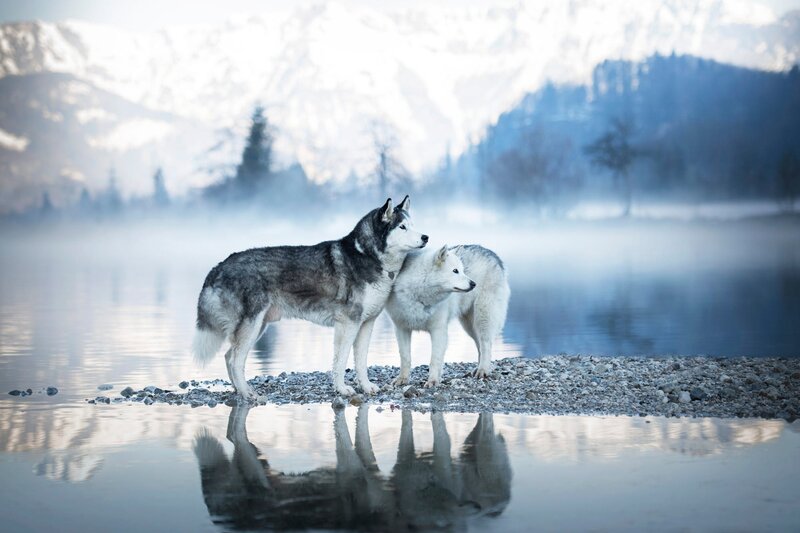 Two Huskies on Shore