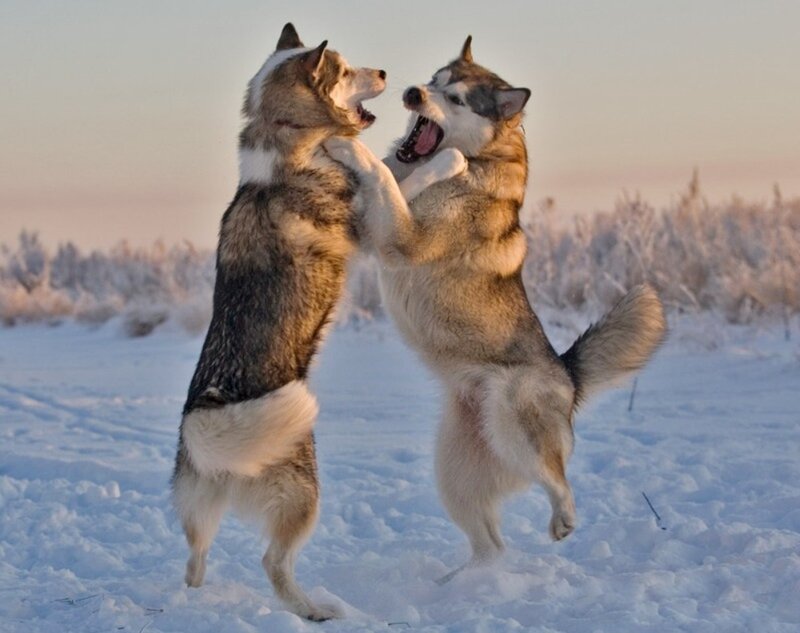 Two Huskies Playing