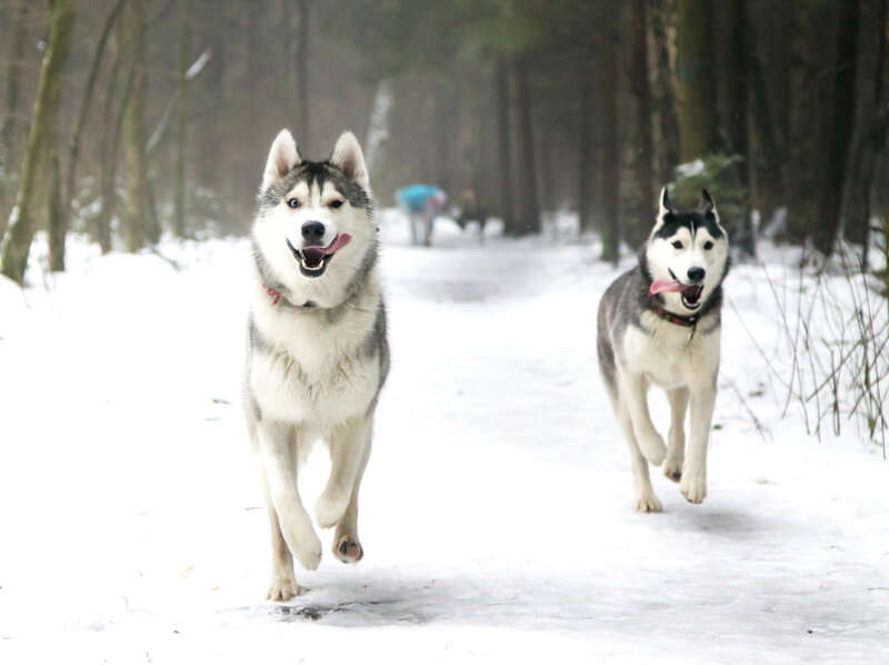 Two Huskies Running