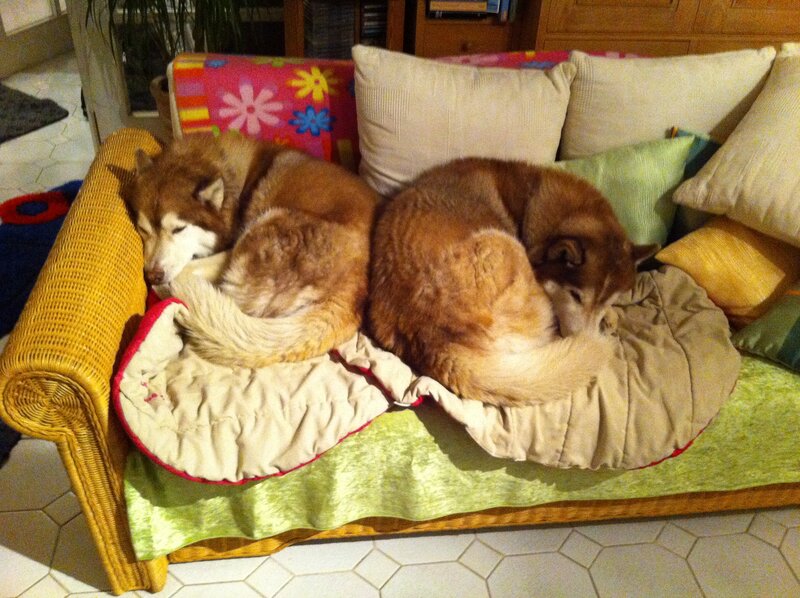 Two Huskies Sleeping