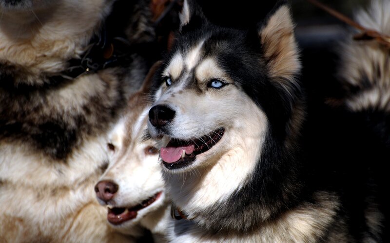 Two Husky Dogs — Black, Alert, Afternoon, Photograph