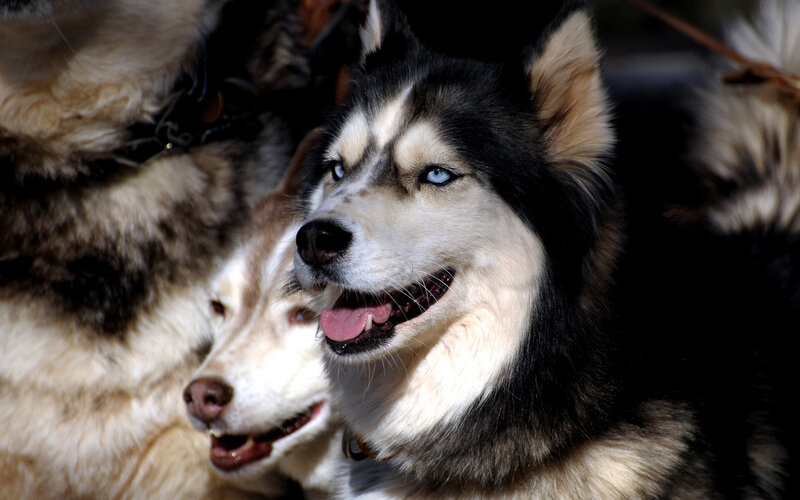 Two Husky Dogs — Black, Alert, Afternoon